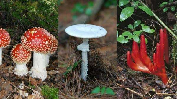 9 Jenis Jamur Beracun Paling Mematikan Di Dunia 9 Jenis Jamur Beracun Paling Mematikan Di Dunia