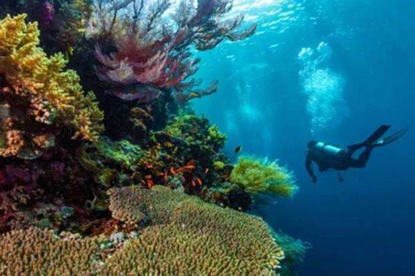 10 Rekomendasi Spot Scuba Diving di Indonesia, Nomor 2 Cocok untuk Uji Adrenalin 10 Rekomendasi Spot Scuba Diving di Indonesia, Nomor 2 Cocok untuk Uji Adrenalin