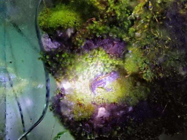 Taman Safari Bogor Sukses Kembangbiakkan Kodok Merah yang Hampir Punah Taman Safari Bogor Sukses Kembangbiakkan Kodok Merah yang Hampir Punah