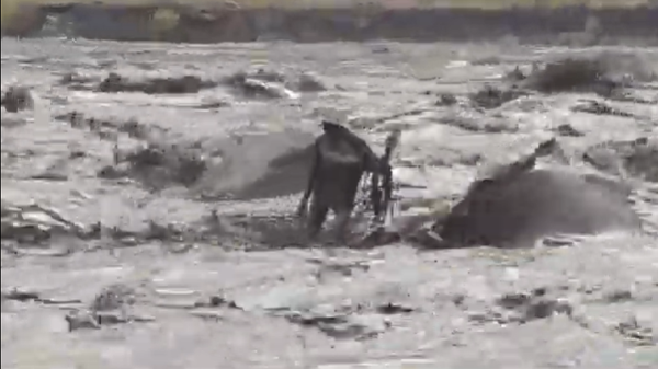 Detik-Detik Penambang Pasir Terjebak Banjir Lahar Semeru Detik-Detik Penambang Pasir Terjebak Banjir Lahar Semeru