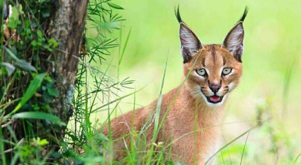 5 Hewan Liar yang Pernah Serang Tentara Israel, Dianggap Lebih Berani dari Pemimpin Negara Muslim Tetangga Palestina 5 Hewan Liar yang Pernah Serang Tentara Israel, Dianggap Lebih Berani dari Pemimpin Negara Muslim Tetangga Palestina