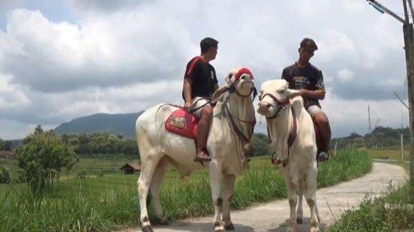 Bukan Motor atau Sepeda Tapi Menunggang Sapi, Cara Unik Ngabuburit Warga Taman Arum Magetan Bukan Motor atau Sepeda Tapi Menunggang Sapi, Cara Unik Ngabuburit Warga Taman Arum Magetan