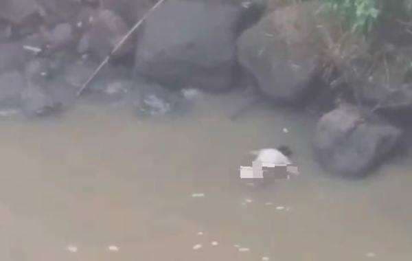 Gempar! Sesosok Mayat Mengapung Ditemukan Warga di Curug Kali Sawah Desa Banjarsari Bantarbolang Gempar! Sesosok Mayat Mengapung Ditemukan Warga di Curug Kali Sawah Desa Banjarsari Bantarbolang