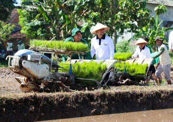 Tanam Padi Serentak Bareng Wagub Emil di Ponorogo, PLN Dukung Produksi Padi Meningkat Tanam Padi Serentak Bareng Wagub Emil di Ponorogo, PLN Dukung Produksi Padi Meningkat