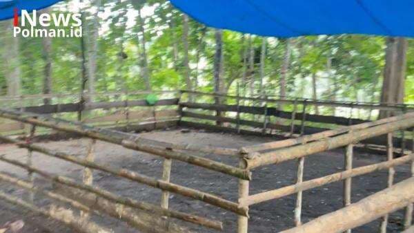 Polisi Gerebek Arena Sabung Ayam di Polman, 4 Motor Disita! Polisi Gerebek Arena Sabung Ayam di Polman, 4 Motor Disita!