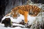 9 Spesies Harimau yang Ada di Dunia, 3 Jenis Terganas Ada di Indonesia