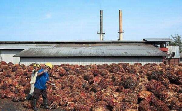 10 Negara Penghasil CPO Terbesar di Dunia, Indonesia Jawara Nomor Berapa? 10 Negara Penghasil CPO Terbesar di Dunia, Indonesia Jawara Nomor Berapa?