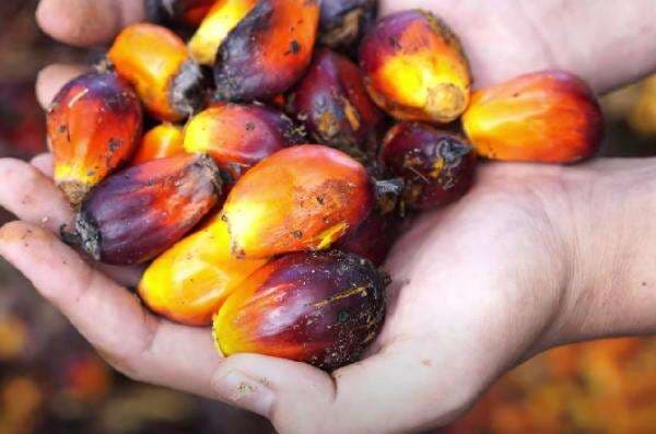 Harga Minyak Sawit (CPO) Melemah Dua Pekan Berturut-turut Harga Minyak Sawit (CPO) Melemah Dua Pekan Berturut-turut