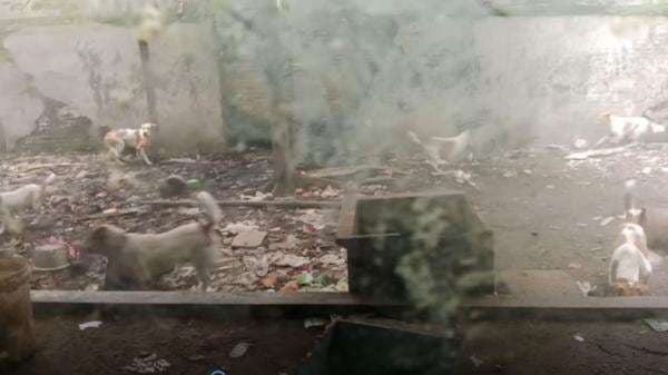 Pria di Surabaya Ditemukan Tewas Mengenaskan, Jasad Diduga Dimakan 10 Anjing Peliharaannya Pria di Surabaya Ditemukan Tewas Mengenaskan, Jasad Diduga Dimakan 10 Anjing Peliharaannya