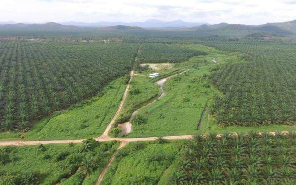 Ada Update dari Austindo Nusantara Jaya (ANJT), Telisik Detailnya Ada Update dari Austindo Nusantara Jaya (ANJT), Telisik Detailnya