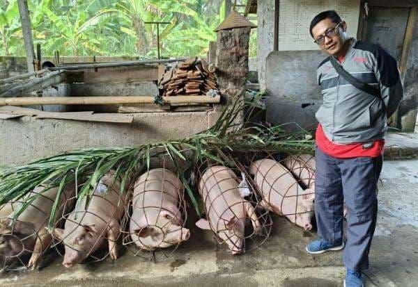 Jelang Galungan, Disperpa Badung Pantau Daging Babi Layak dan Aman Konsumsi Jelang Galungan, Disperpa Badung Pantau Daging Babi Layak dan Aman Konsumsi