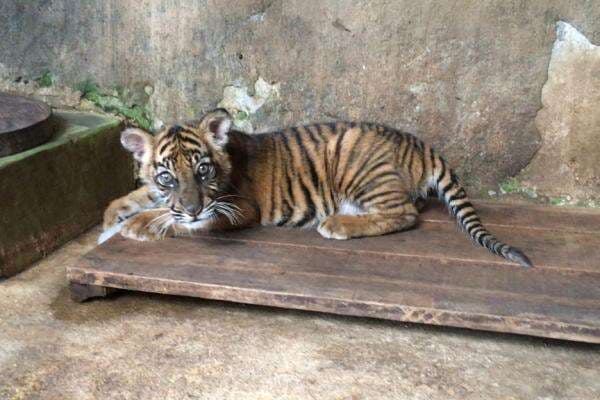 Bayi Harimau Sumatra Banun Kinantan Jadi Penghuni Baru Bukittinggi Zoo Bayi Harimau Sumatra Banun Kinantan Jadi Penghuni Baru Bukittinggi Zoo