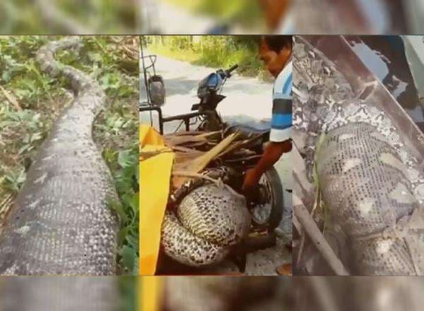 Heboh! Warga Tangkap Ular Raksasa di Asahan, Ukurannya Bikin Merinding Heboh! Warga Tangkap Ular Raksasa di Asahan, Ukurannya Bikin Merinding