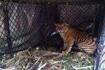 Deretan Harimau di Daerah Indonesia, Apa Saja?