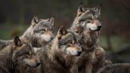 DPR AS Hapus Serigala Abu-abu dari Daftar Spesies Terancam Punah