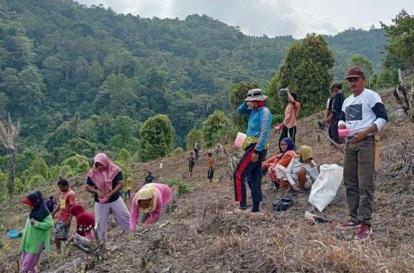 Dukung Kemandirian Pangan, Legislator Partai Perindo Menanam Padi Bareng Warga Tojo Una-Una Dukung Kemandirian Pangan, Legislator Partai Perindo Menanam Padi Bareng Warga Tojo Una-Una