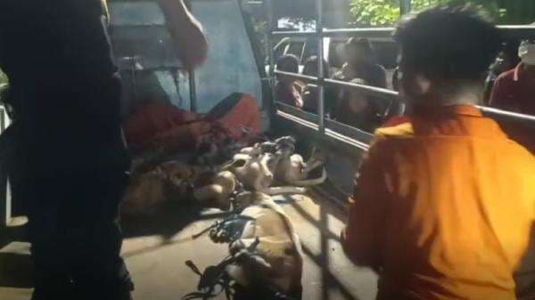 Diduga Makan Jasad Majikannya, 10 Anjing Peliharaan di Surabaya Dievakuasi Petugas Diduga Makan Jasad Majikannya, 10 Anjing Peliharaan di Surabaya Dievakuasi Petugas