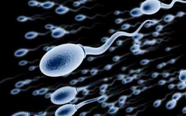 Lomba Balap Sperma Pertama di Dunia Akan Digelar di AS Lomba Balap Sperma Pertama di Dunia Akan Digelar di AS