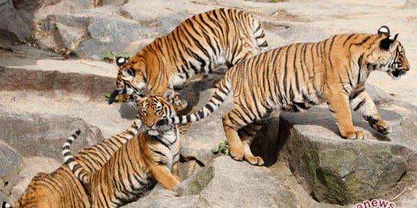 IUCN Pastikan Populasi Harimau di Dunia Terus Bertambah