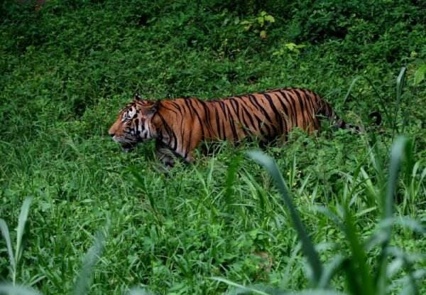 Kemunculan Harimau Jawa di Mata Orang Jatim, Jateng, dan Sunda