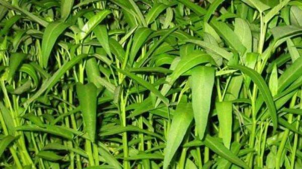 Kenapa Kangkung Dilarang di Amerika Serikat? Ternyata Ini Penjelasannya Kenapa Kangkung Dilarang di Amerika Serikat? Ternyata Ini Penjelasannya