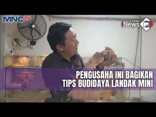 Hobi Pelihara Landak Mini, Pria di Tangerang Sukses Budidayakan dan Raup Cuan Jutaan Rupiah Hobi Pelihara Landak Mini, Pria di Tangerang Sukses Budidayakan dan Raup Cuan Jutaan Rupiah