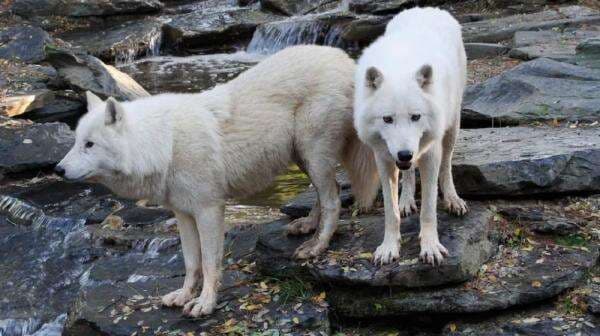 Peneliti Berhasil Hidupkan Kembali Dire Wolf yang Punah 12.500 tahun Lalu Peneliti Berhasil Hidupkan Kembali Dire Wolf yang Punah 12.500 tahun Lalu