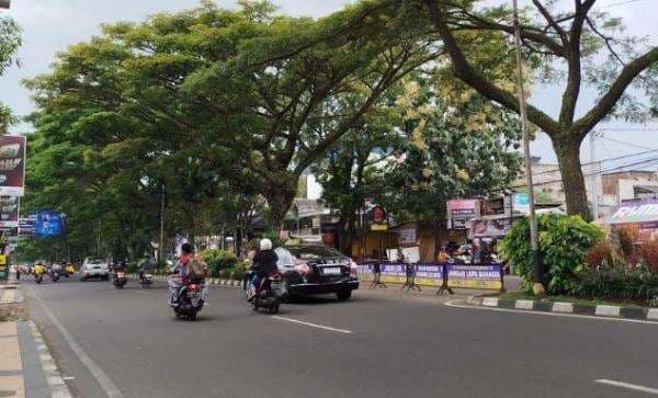 147 Pohon di Jalan Soekarno-Hatta Malang Akan Ditebang demi Proyek Drainase 147 Pohon di Jalan Soekarno-Hatta Malang Akan Ditebang demi Proyek Drainase