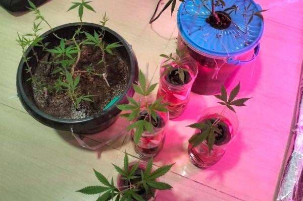 Tanam Ganja di Pot, Mahasiswa asal Tambun Bekasi Ditangkap Polisi Tanam Ganja di Pot, Mahasiswa asal Tambun Bekasi Ditangkap Polisi