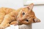 Reputasi Konyol Kucing Oranye, Mitos atau Fakta?