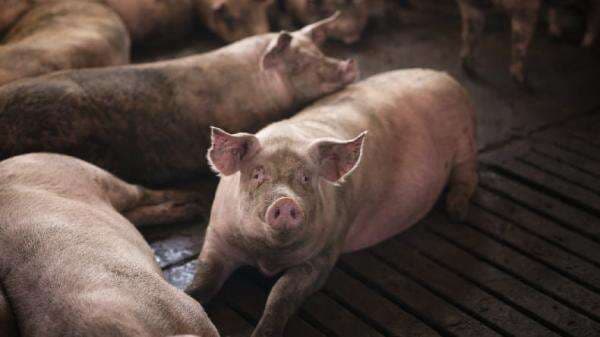 Kenapa Babi Haram Dimakan? Dalil Al-Qur’an dan Hadis Sahih Serta Hikmah Pengharamannya Kenapa Babi Haram Dimakan? Dalil Al-Qur’an dan Hadis Sahih Serta Hikmah Pengharamannya