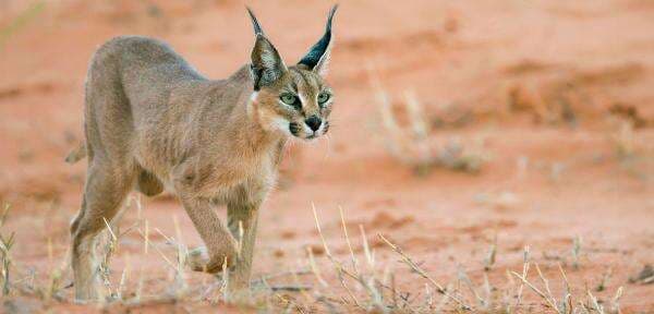 Serang Tentara Israel, Kucing Caracal Jadi Simbol Keberanian Serang Tentara Israel, Kucing Caracal Jadi Simbol Keberanian