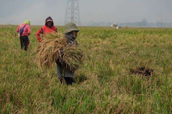Serapan Bulog Naik 2.000 Persen, Hensa: Memang Dingin Tangan Mentan Amran Serapan Bulog Naik 2.000 Persen, Hensa: Memang Dingin Tangan Mentan Amran
