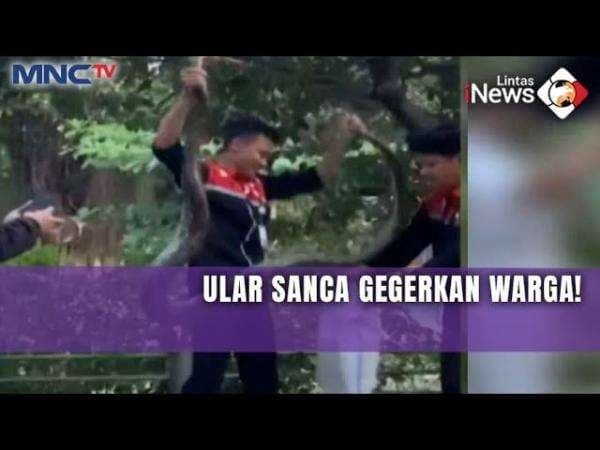 Ular Sanca 3 Meter Gegerkan Kantor Pemkot Bekasi, Dievakuasi Petugas Cleaning Service Ular Sanca 3 Meter Gegerkan Kantor Pemkot Bekasi, Dievakuasi Petugas Cleaning Service